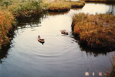 19850916_008_thumb.jpg