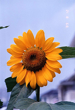 19890811042_thumb.jpg