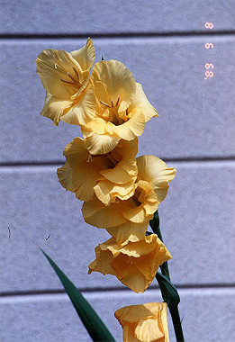 19890908_002_thumb.jpg