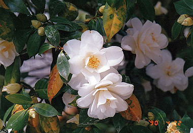 19900422003_thumb.jpg