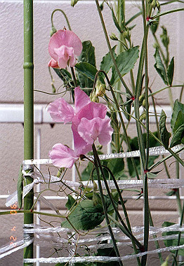 19900422004_thumb.jpg