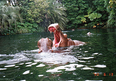 19900613003_thumb.jpg