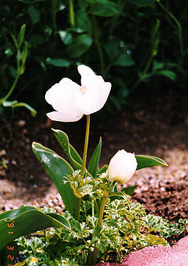 19910321_020_thumb.jpg