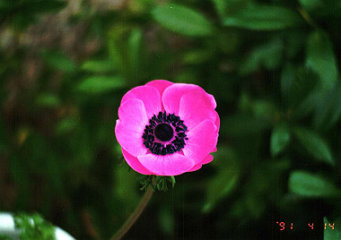 19910414_070_thumb.jpg