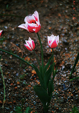 19910414_080_thumb.jpg