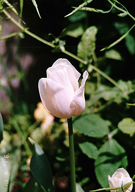 19910414_090_thumb.jpg