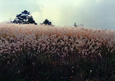 19911104_550_thumb.jpg