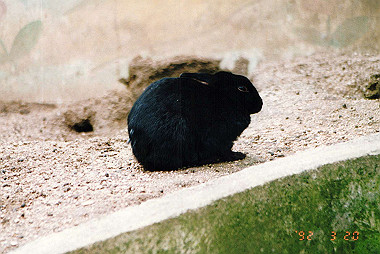 19920320_017_thumb.jpg
