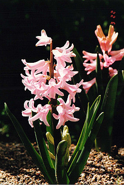 19920322_004_thumb.jpg