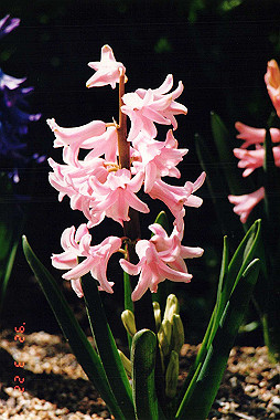 19920322_005_thumb.jpg
