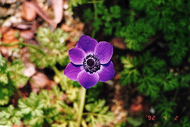 19920402_002_thumb.jpg