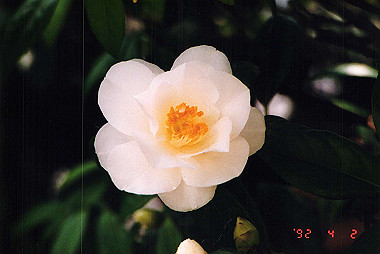 19920402_004_thumb.jpg