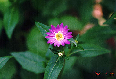 19920429_003_thumb.jpg
