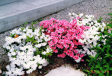 19920429_005_thumb.jpg