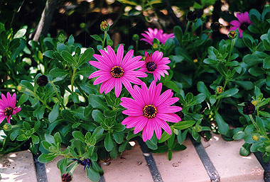 19920429_006_thumb.jpg