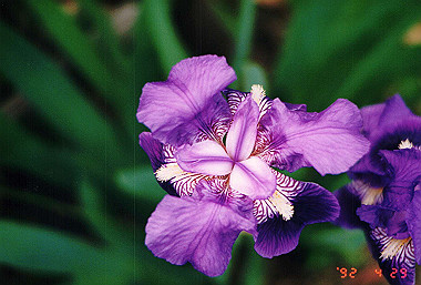 19920429_009_thumb.jpg