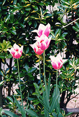 19920429_011_thumb.jpg