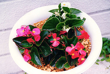 19920429_013_thumb.jpg