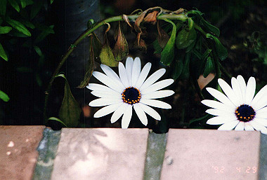 19920429_014_thumb.jpg