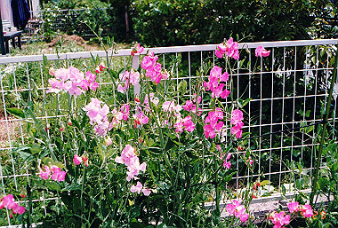 19920429_016_thumb.jpg