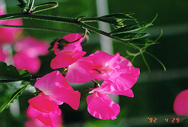 19920429_017_thumb.jpg