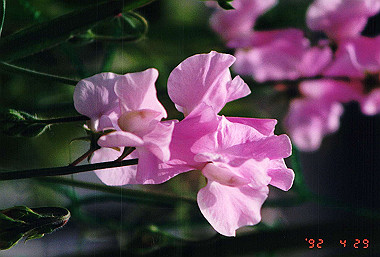 19920429_018_thumb.jpg