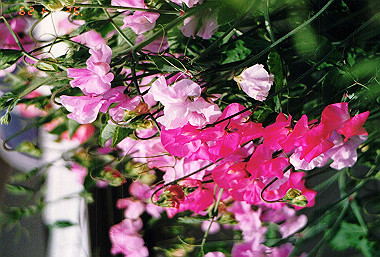 19920429_023_thumb.jpg