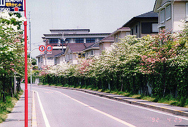 19920429_029_thumb.jpg