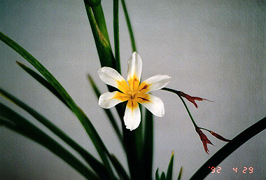 19920429_035_thumb.jpg
