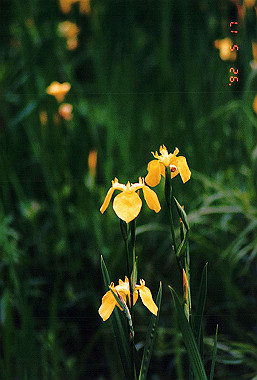 19920517_023_thumb.jpg