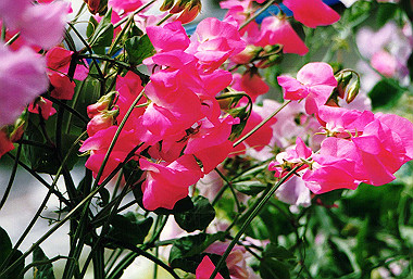 19920599_702_thumb.jpg
