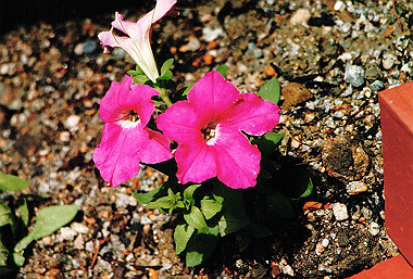 19920599_708_thumb.jpg