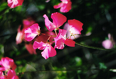19920599_716_thumb.jpg