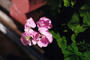 19920599_727_thumb.jpg