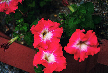 19920599_910_thumb.jpg