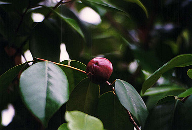 19920599_912_thumb.jpg