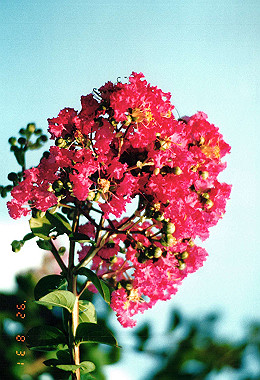 19920831_001_thumb.jpg