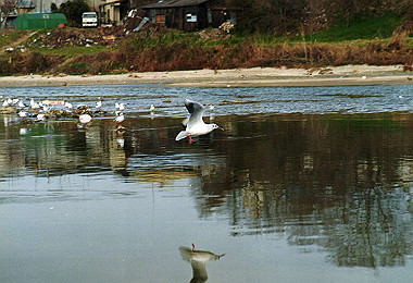 19930102_009_thumb.jpg