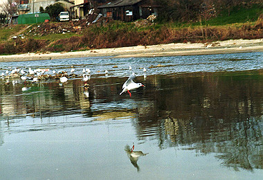 19930102_010_thumb.jpg