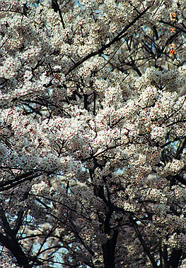 19940410_023_thumb.jpg