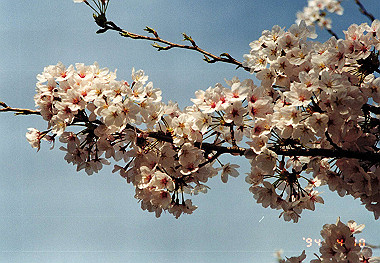 19940410_024_thumb.jpg