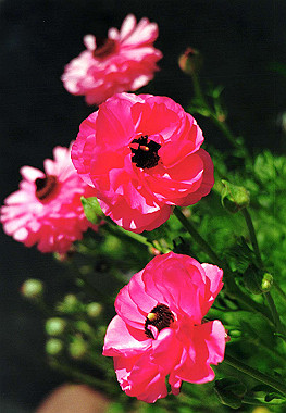 19940417_003_thumb.jpg