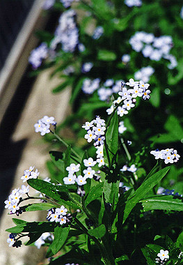 19940417_004_thumb.jpg