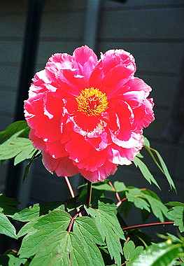 19940499_003_thumb.jpg