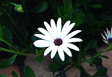 19940499_007_thumb.jpg