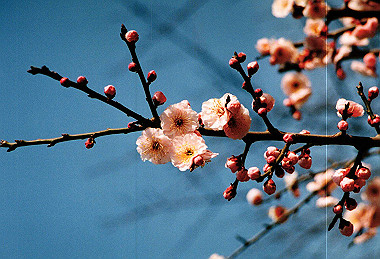 19960310_019_thumb.jpg