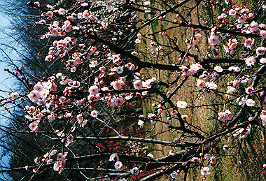 19960310_020_thumb.jpg