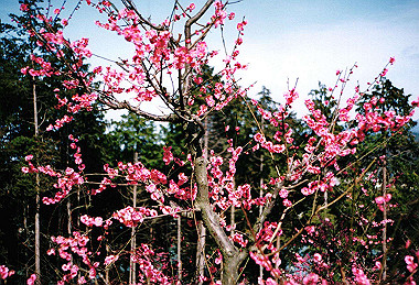 19960323_007_thumb.jpg