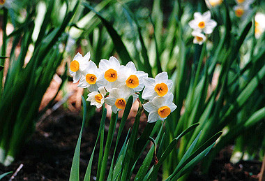19960323_010_thumb.jpg