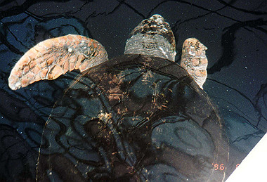19960827_018_thumb.jpg